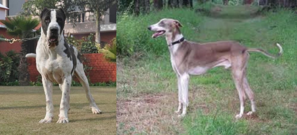 Mudhol Hound vs Alangu Mastiff - Breed Comparison