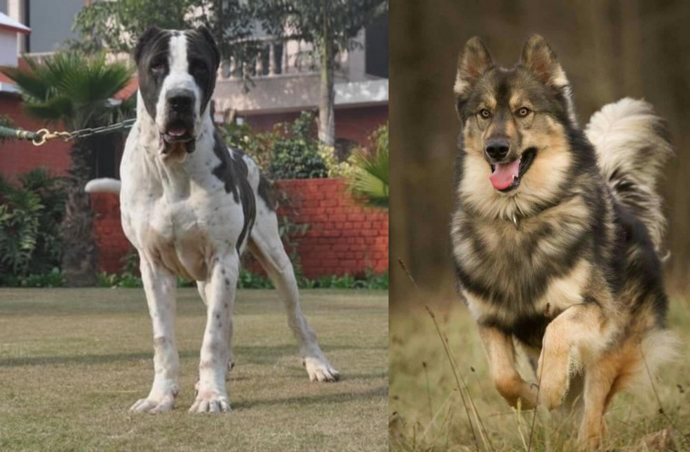 Native American Indian Dog vs Alangu Mastiff - Breed Comparison