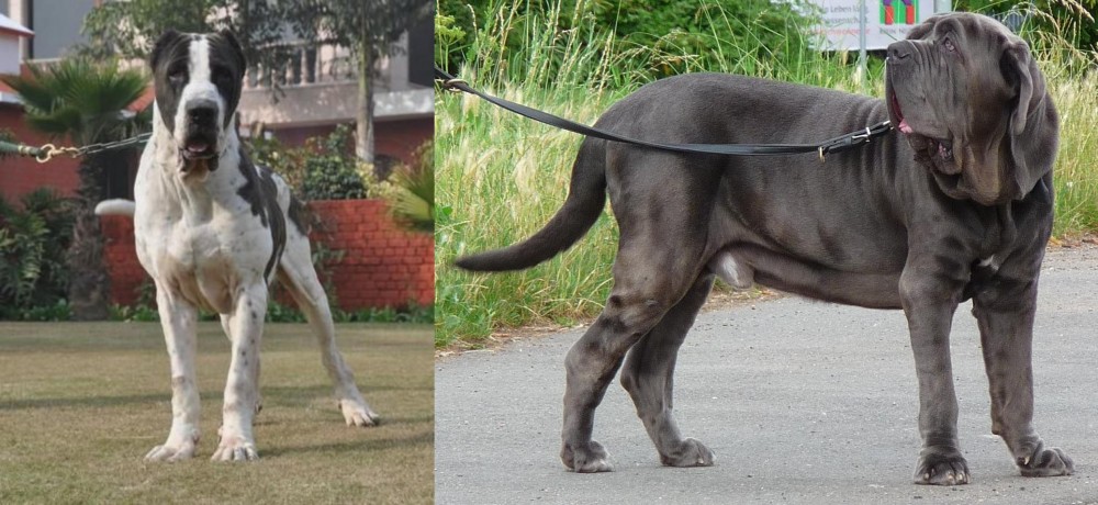 Neapolitan Mastiff vs Alangu Mastiff - Breed Comparison