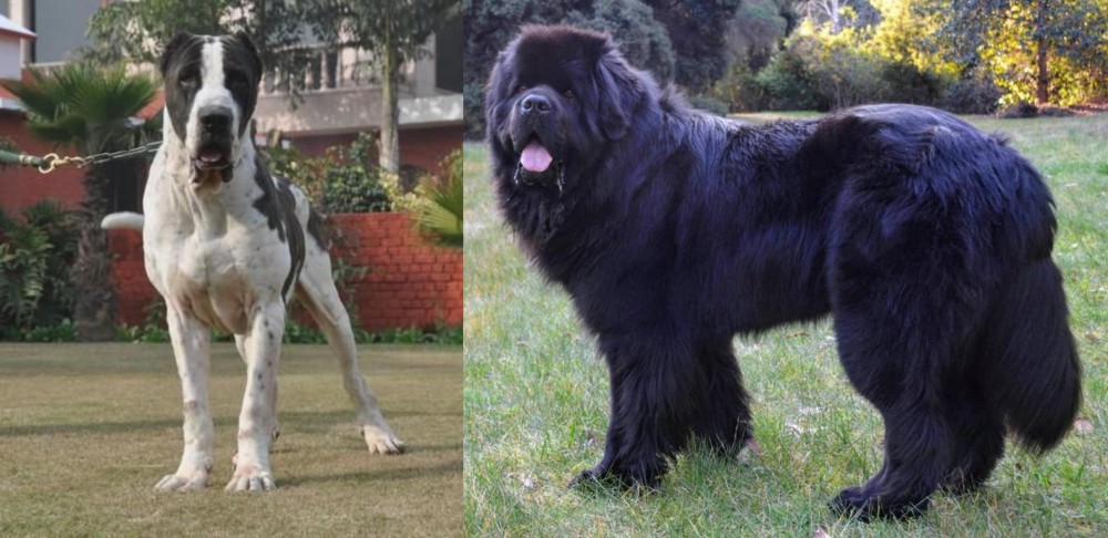 Newfoundland Dog vs Alangu Mastiff - Breed Comparison