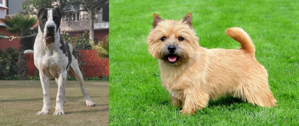 Norwich Terrier vs Alangu Mastiff - Breed Comparison