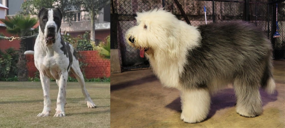 Old English Sheepdog vs Alangu Mastiff - Breed Comparison