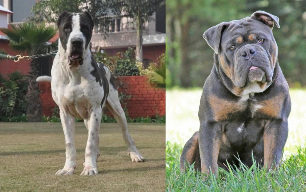 Olde English Bulldogge vs Alangu Mastiff - Breed Comparison