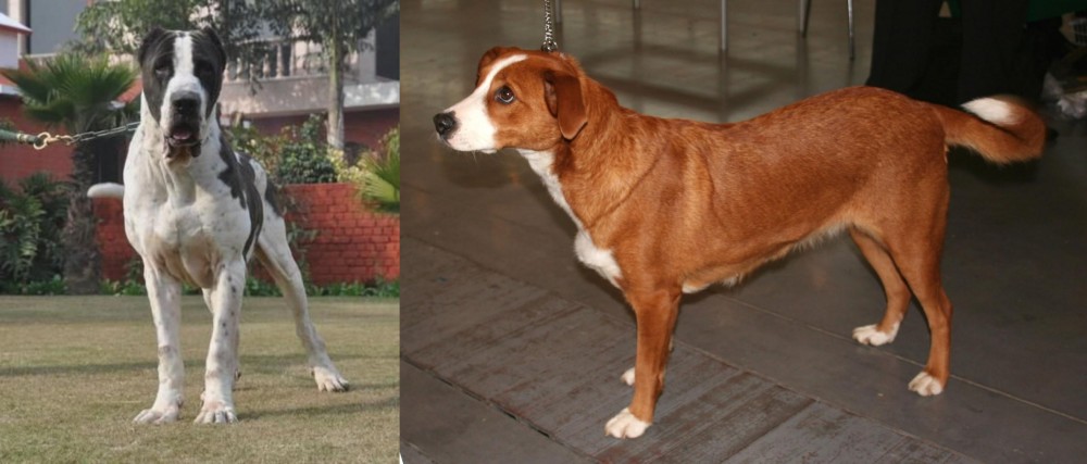 Osterreichischer Kurzhaariger Pinscher vs Alangu Mastiff - Breed Comparison