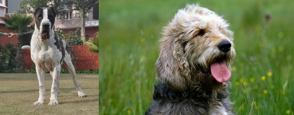 Otterhound vs Alangu Mastiff - Breed Comparison