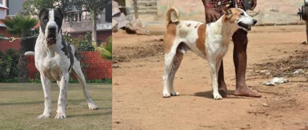 Pandikona vs Alangu Mastiff - Breed Comparison