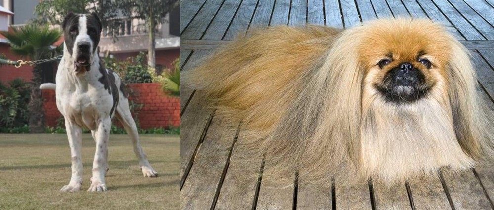 Pekingese vs Alangu Mastiff - Breed Comparison
