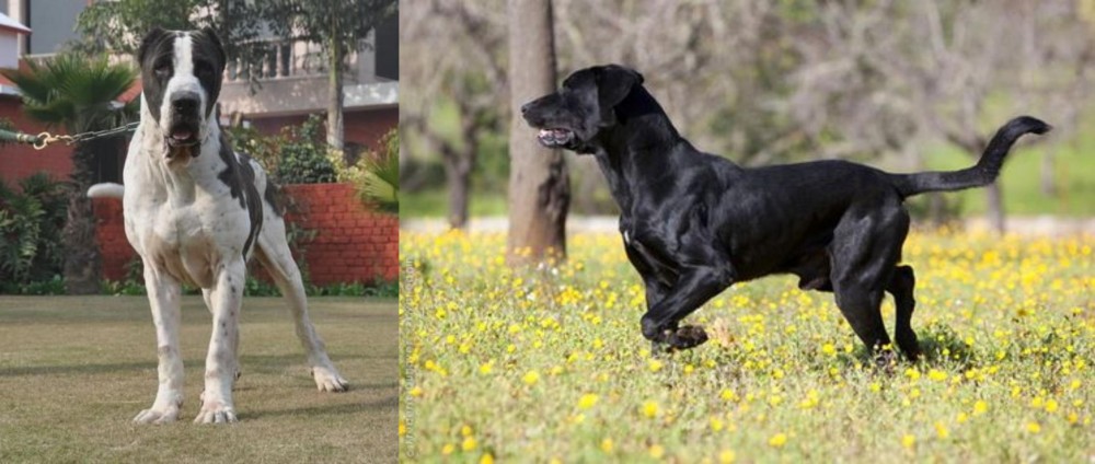 Perro de Pastor Mallorquin vs Alangu Mastiff - Breed Comparison