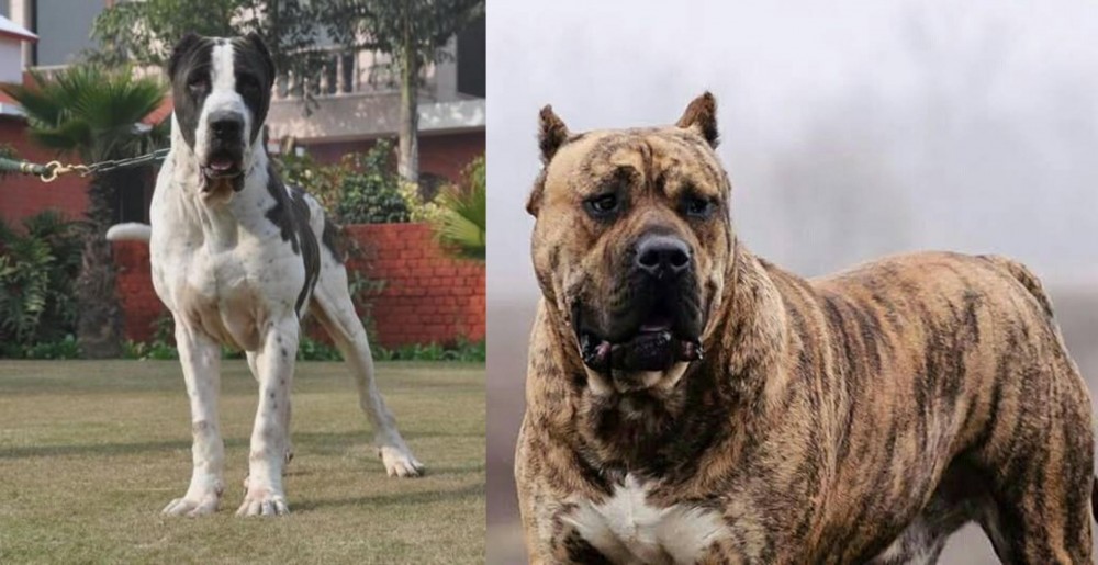 Perro de Presa Canario vs Alangu Mastiff - Breed Comparison