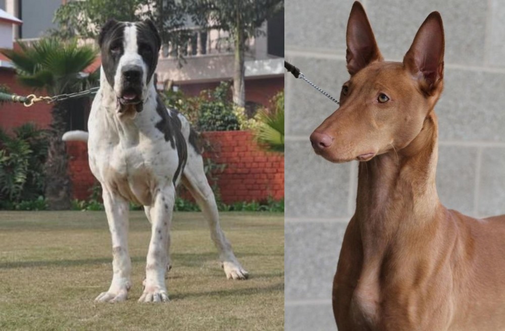 Pharaoh Hound vs Alangu Mastiff - Breed Comparison