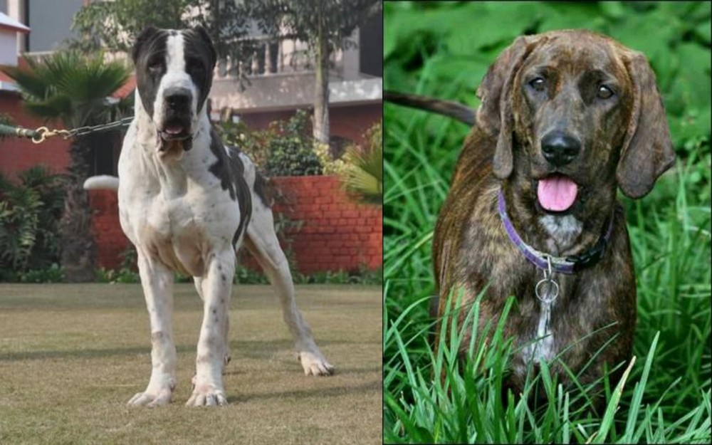 Plott Hound vs Alangu Mastiff - Breed Comparison