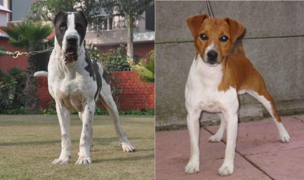 Plummer Terrier vs Alangu Mastiff - Breed Comparison
