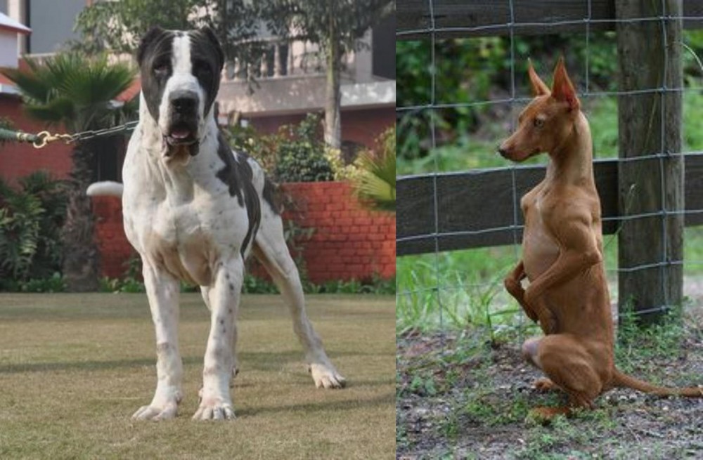 Podenco Andaluz vs Alangu Mastiff - Breed Comparison