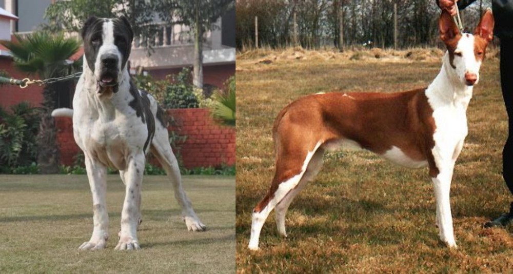 Podenco Canario vs Alangu Mastiff - Breed Comparison