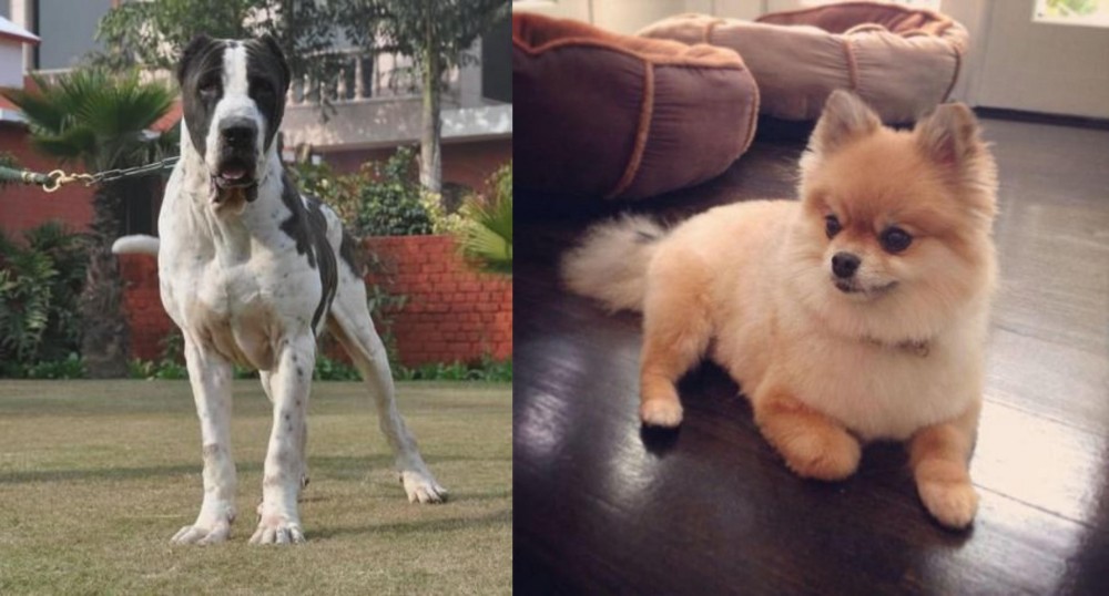 Pomeranian vs Alangu Mastiff - Breed Comparison