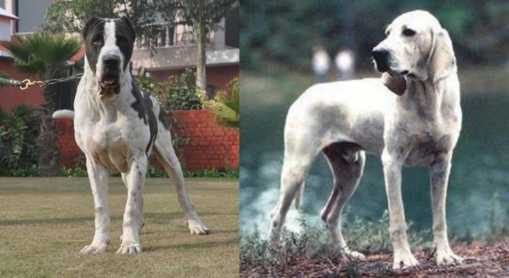 Porcelaine vs Alangu Mastiff - Breed Comparison