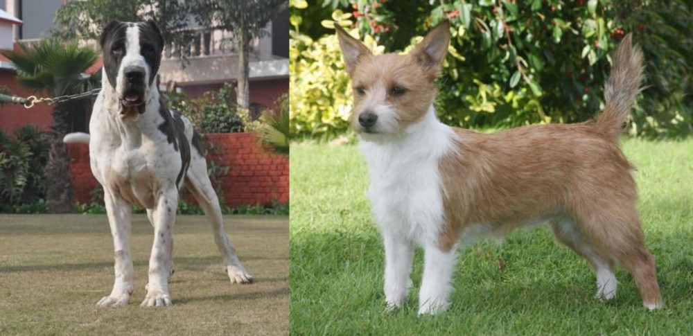 Portuguese Podengo vs Alangu Mastiff - Breed Comparison