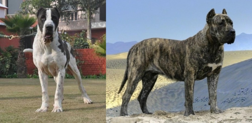 Presa Canario vs Alangu Mastiff - Breed Comparison