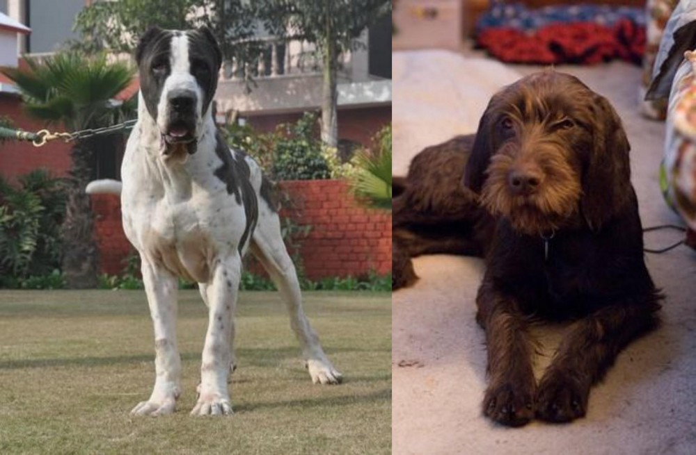 Pudelpointer vs Alangu Mastiff - Breed Comparison