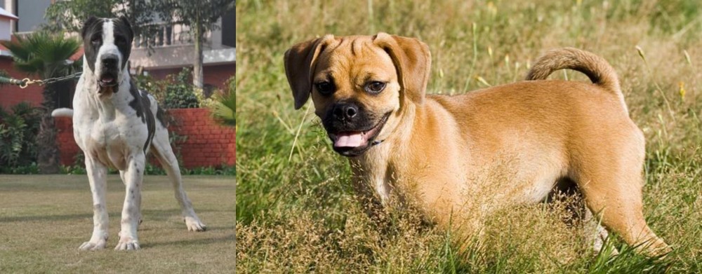 Puggle vs Alangu Mastiff - Breed Comparison
