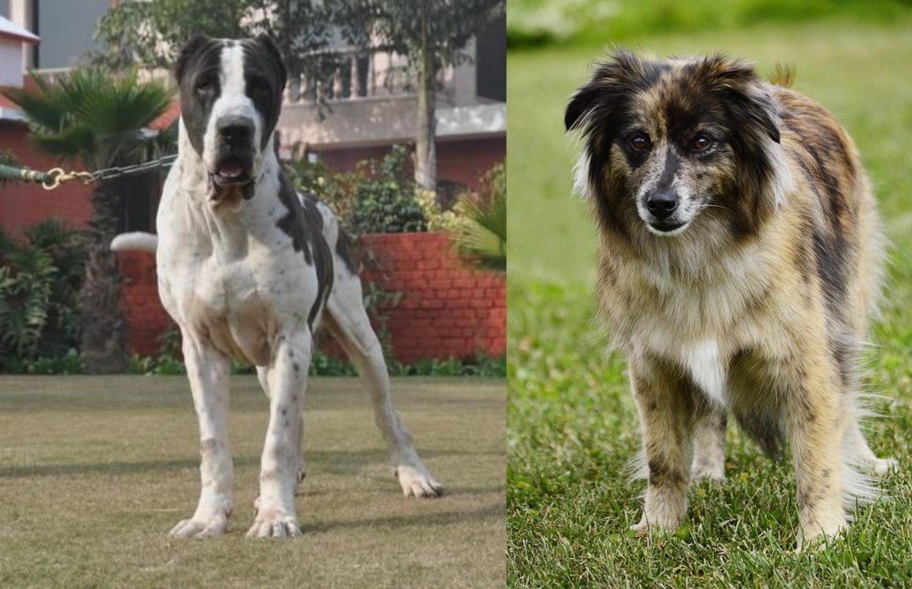 Pyrenean Shepherd vs Alangu Mastiff - Breed Comparison