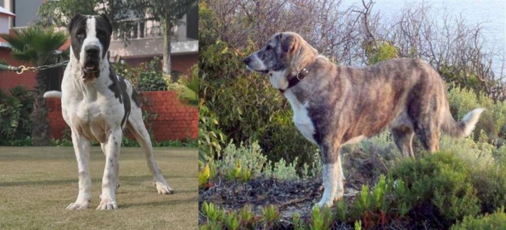 Rafeiro do Alentejo vs Alangu Mastiff - Breed Comparison
