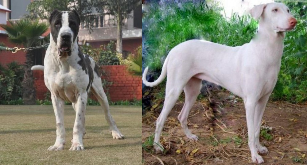 Rajapalayam vs Alangu Mastiff - Breed Comparison