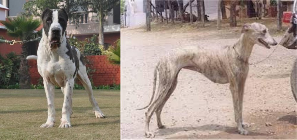 Rampur Greyhound vs Alangu Mastiff - Breed Comparison