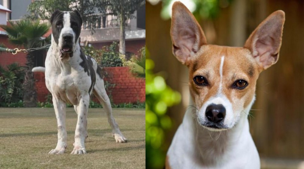 Rat Terrier vs Alangu Mastiff - Breed Comparison
