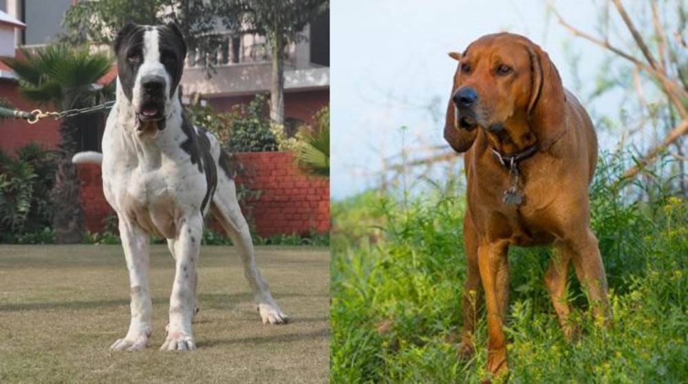 Redbone Coonhound vs Alangu Mastiff - Breed Comparison