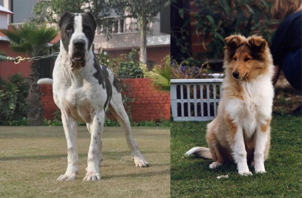 Rough Collie vs Alangu Mastiff - Breed Comparison