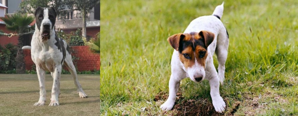 Russell Terrier vs Alangu Mastiff - Breed Comparison