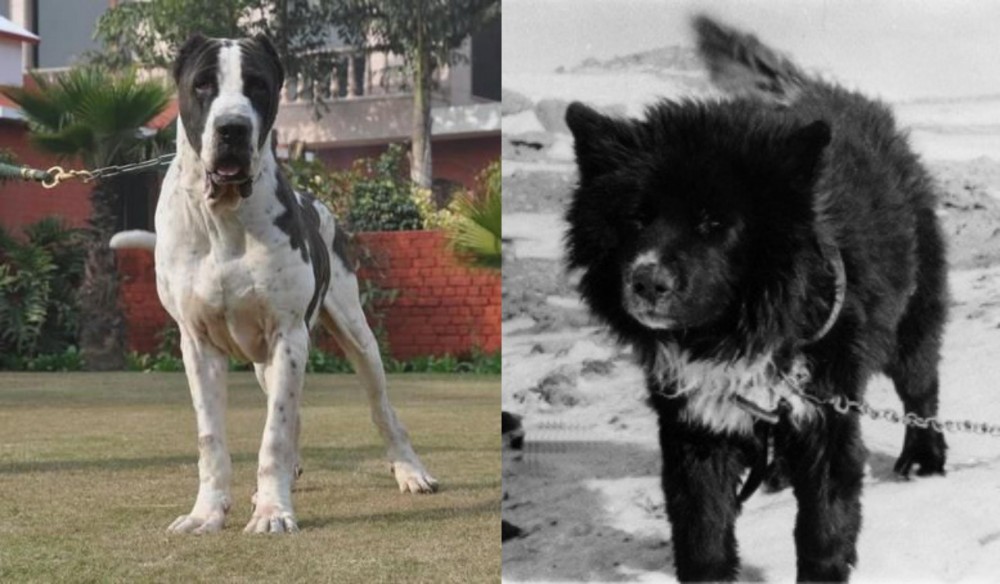 Sakhalin Husky vs Alangu Mastiff - Breed Comparison