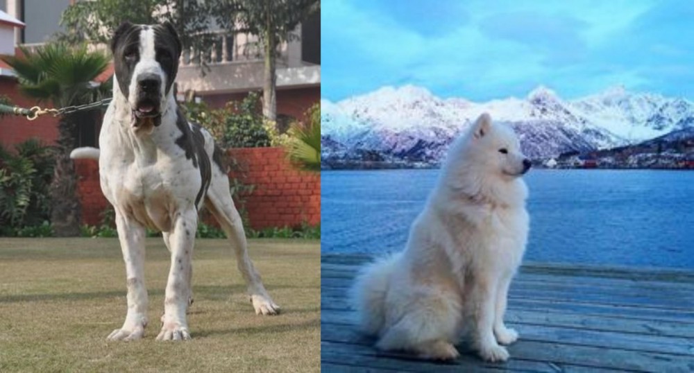 Samoyed vs Alangu Mastiff - Breed Comparison