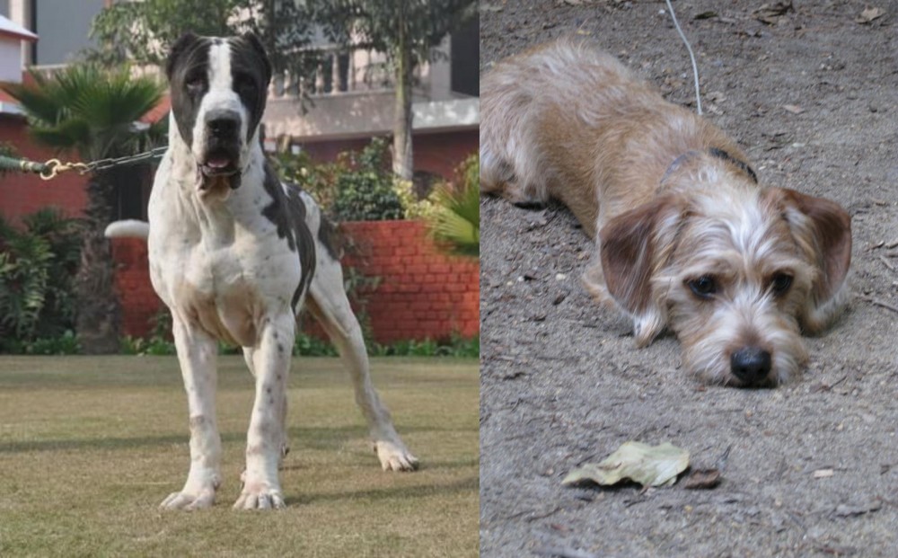 Schweenie vs Alangu Mastiff - Breed Comparison