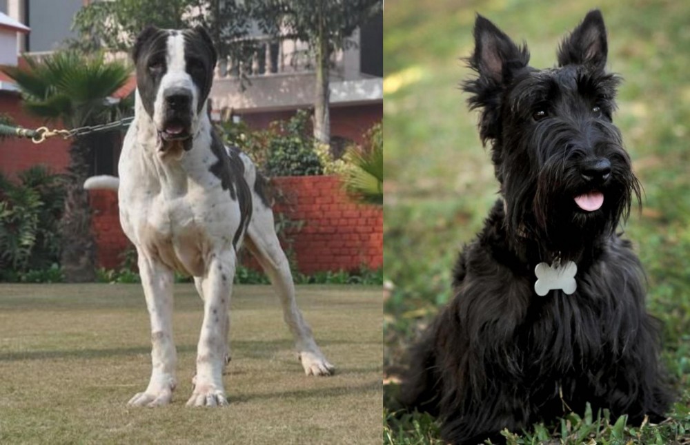 Scoland Terrier vs Alangu Mastiff - Breed Comparison