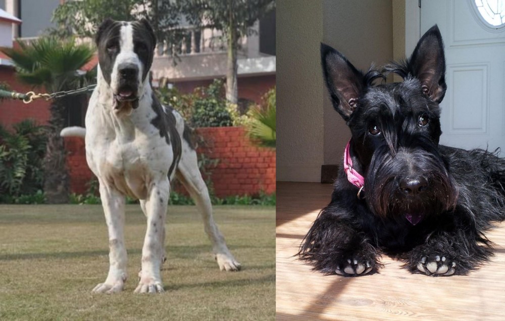 Scottish Terrier vs Alangu Mastiff - Breed Comparison