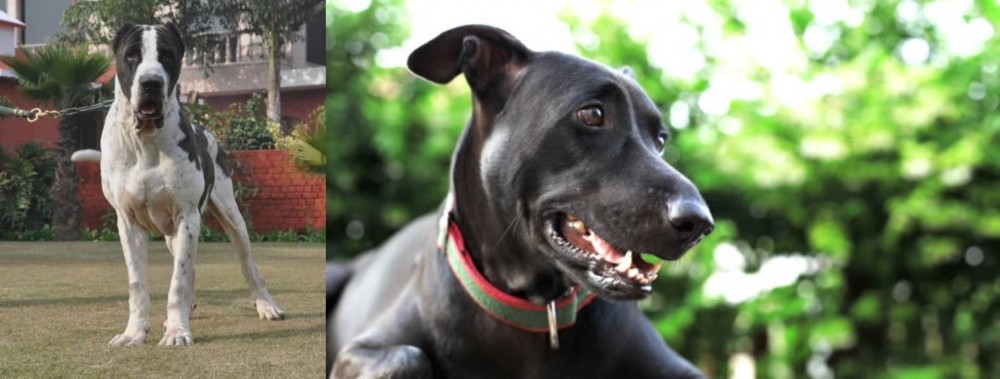 Shepard Labrador vs Alangu Mastiff - Breed Comparison
