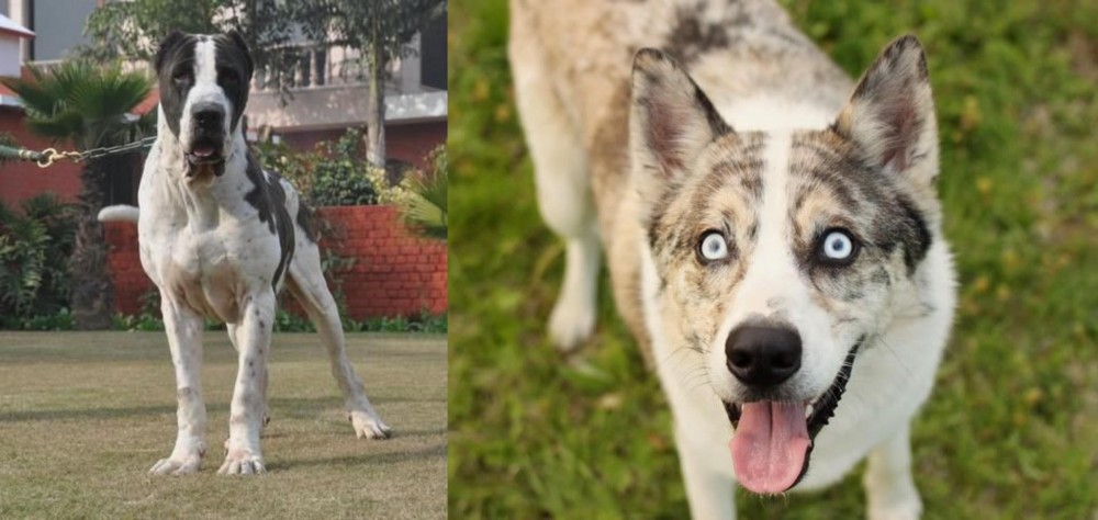 Shepherd Husky vs Alangu Mastiff - Breed Comparison