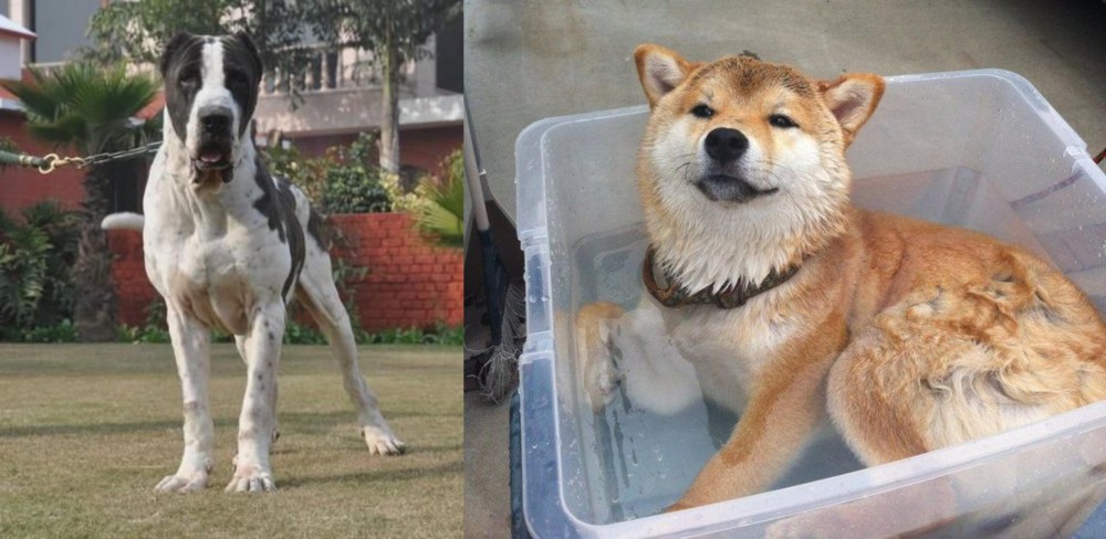 Shiba Inu vs Alangu Mastiff - Breed Comparison