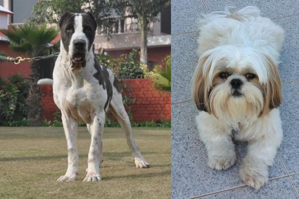 Shih Tzu vs Alangu Mastiff - Breed Comparison