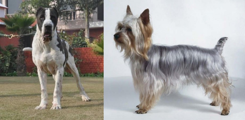 Silky Terrier vs Alangu Mastiff - Breed Comparison
