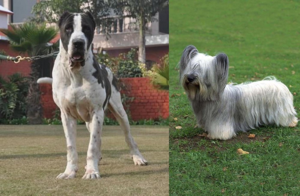 Skye Terrier vs Alangu Mastiff - Breed Comparison