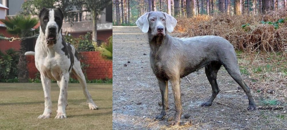 Slovensky Hrubosrsty Stavac vs Alangu Mastiff - Breed Comparison