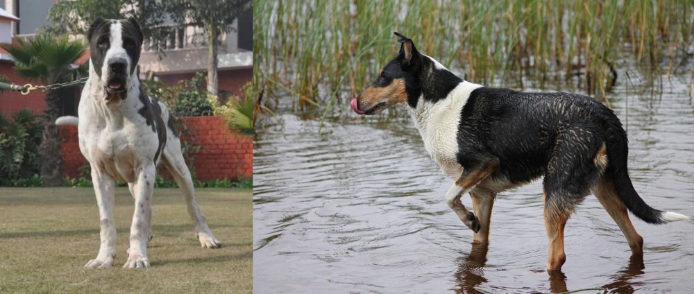 Smooth Collie vs Alangu Mastiff - Breed Comparison