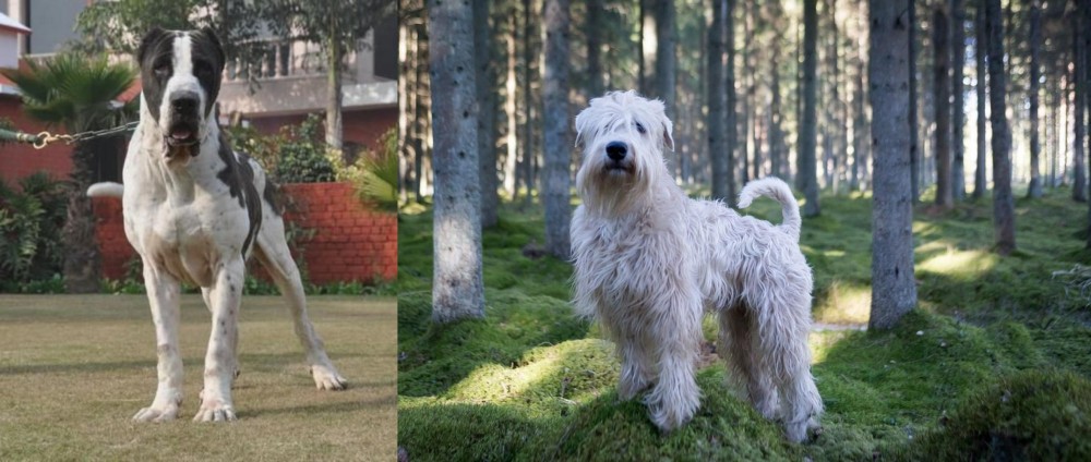 Soft-Coated Wheaten Terrier vs Alangu Mastiff - Breed Comparison