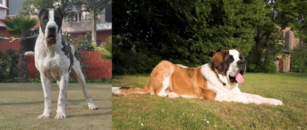 St. Bernard vs Alangu Mastiff - Breed Comparison