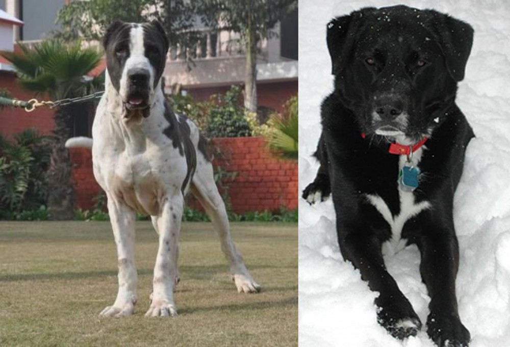 St. John's Water Dog vs Alangu Mastiff - Breed Comparison