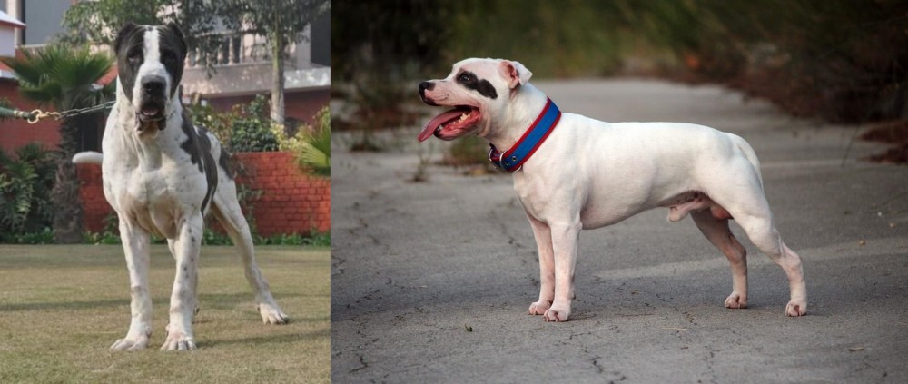 Staffordshire Bull Terrier vs Alangu Mastiff - Breed Comparison