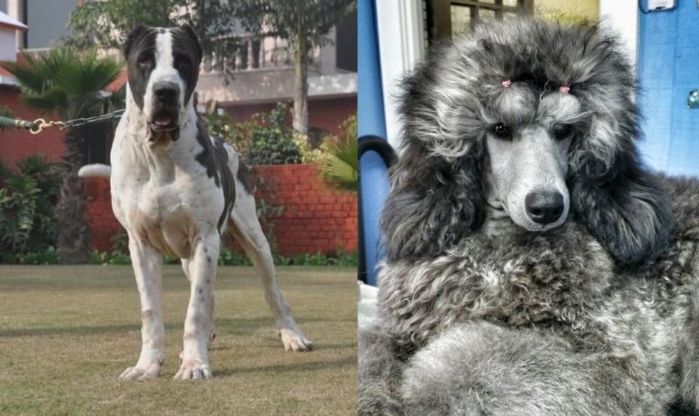 Standard Poodle vs Alangu Mastiff - Breed Comparison